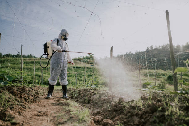 Best Affordable Pest Control Services  in Rainelle, WV
